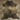 Brindle Cowhides rug (Size 7'5'' x  7'5'') HB0020