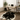 Tricolor Dark Cowhide rug (Size 6'8' x  7'0'') HB0043 EXACT HIDE SHOWN.